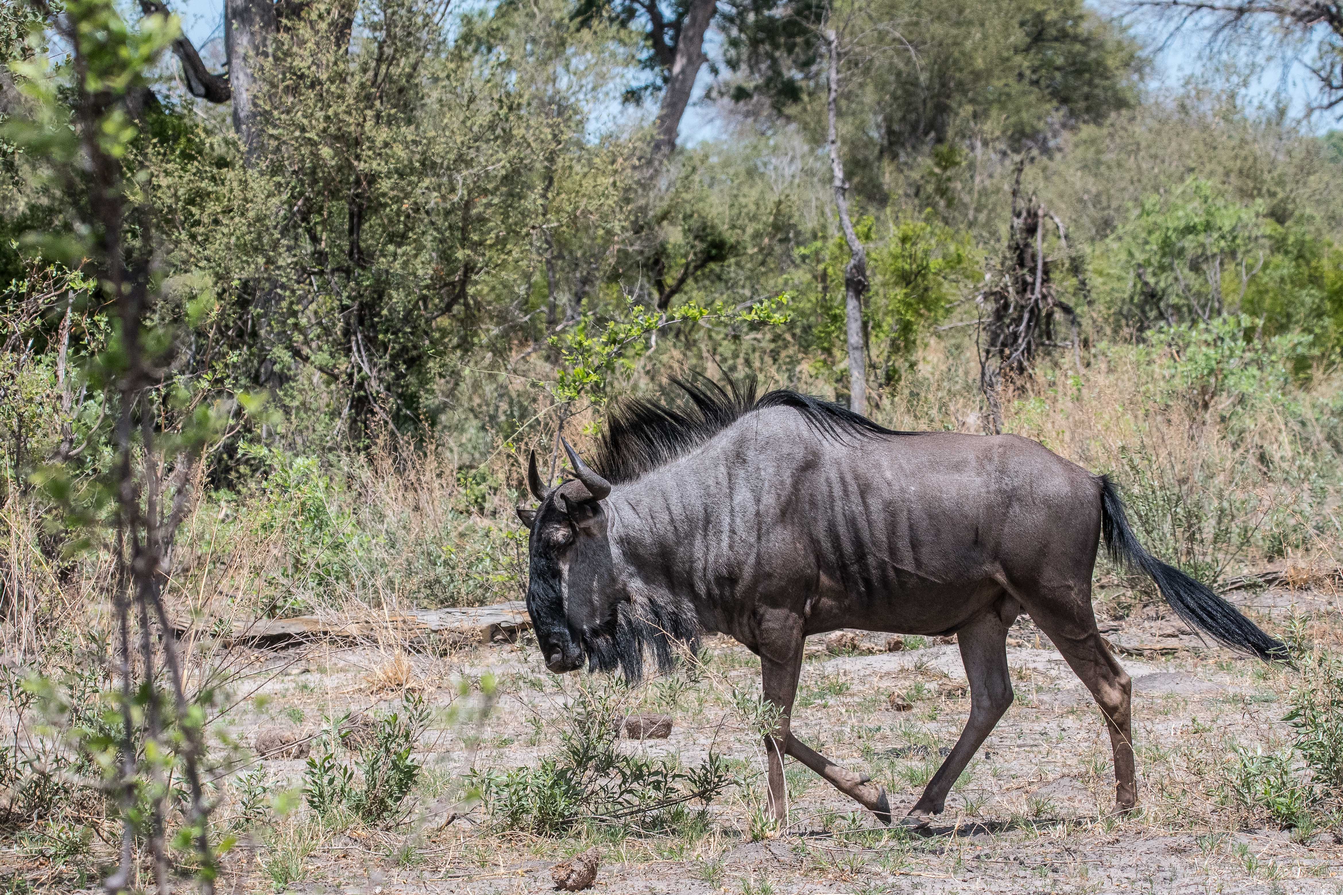 Gnou bleu ou à queue noire (Wildebeest, Connochaetes taurinus), jeune mâle, Kwando reserve, Delta de l'Okavango, Botswana.